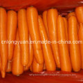 New Harvest Fresh Carrot 316 Type